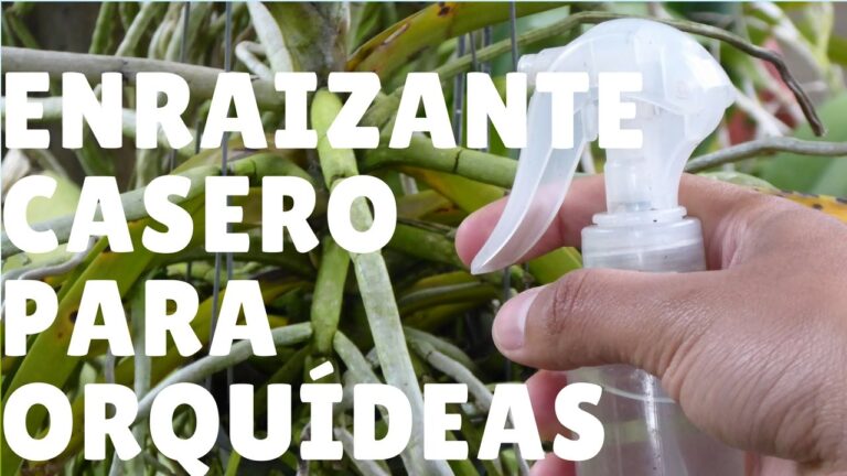 Enraizante para orqu&iacute;deas: todo lo que necesitas saber