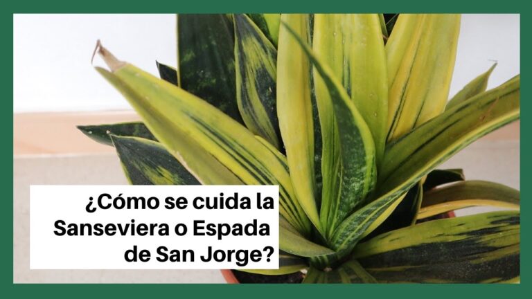 Guía de cuidados para la espada de San Jorge