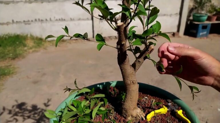 Guía de Cuidados para el Bonsái de Ligustrum