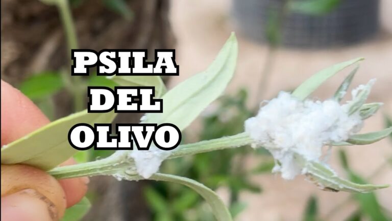 Mejores insecticidas para controlar el algodoncillo del olivo