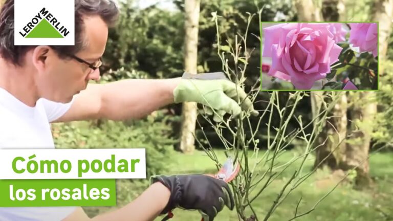 Guía de podado de rosales: consejos para un crecimiento saludable