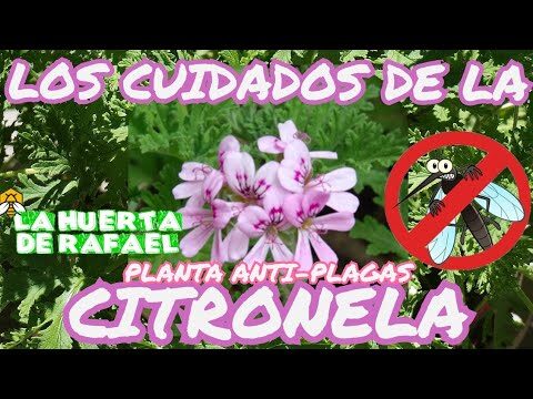 Gu&iacute;a para la Floraci&oacute;n de la Citronela
