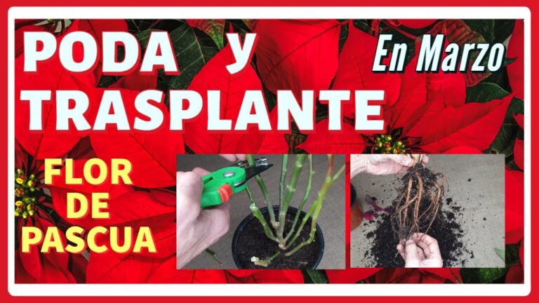 Guía para trasplantar la flor de pascua