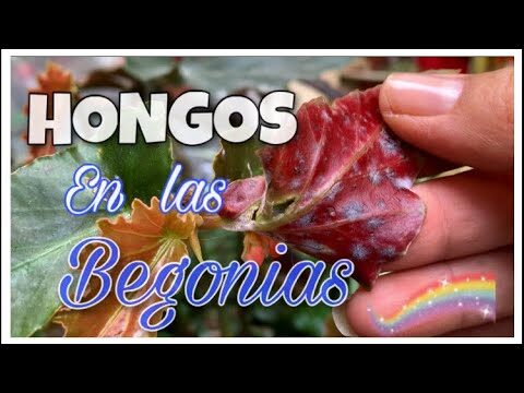 Gu&iacute;a para Tratar la Begonia Enferma