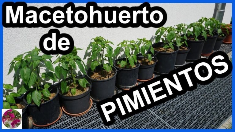 Guía para Plantar Pimientos en Macetas