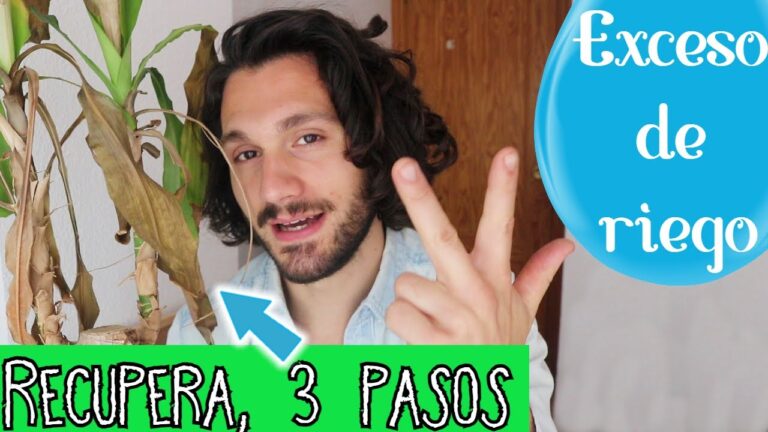 Tronco de Brasil: C&oacute;mo Evitar el Exceso de Agua