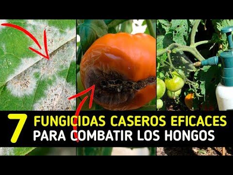 Fungicida casero para controlar el cribado de plantas