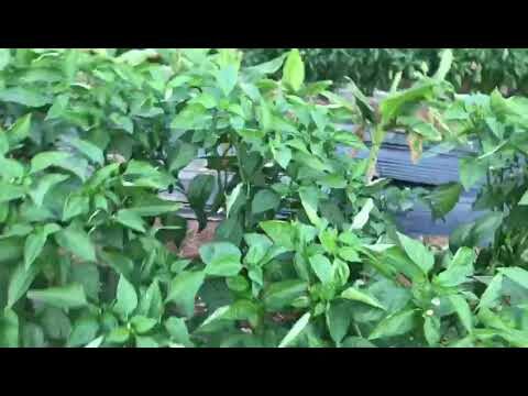 Optimización del riego para el cultivo del pimiento italiano