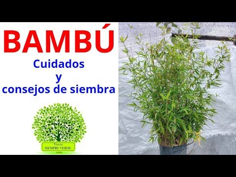 Caracter&iacute;sticas Esenciales del Bamb&uacute;