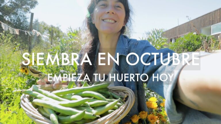 Siembra de tomates en octubre: consejos y recomendaciones
