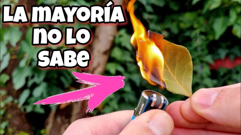 Laurel: Hojas quemadas y su significado