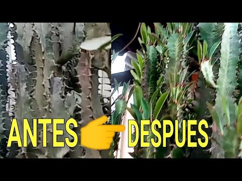 Euphorbia trigona: C&oacute;mo cuidar una planta enferma