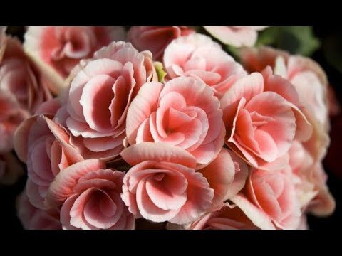 Begonia Elatior: Cuidados para Interior y Exterior