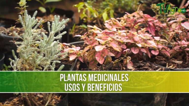 Plantas Curativas: Descubre sus Beneficios Medicinales