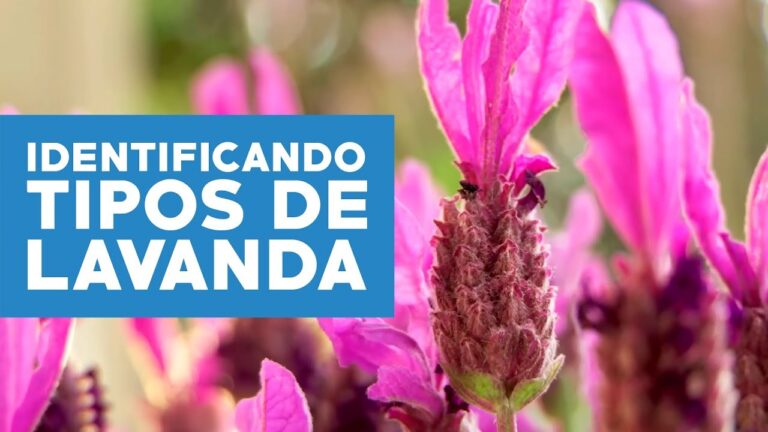 Clases de Lavandas: Gu&iacute;a Completa para su Cultivo y Cuidado
