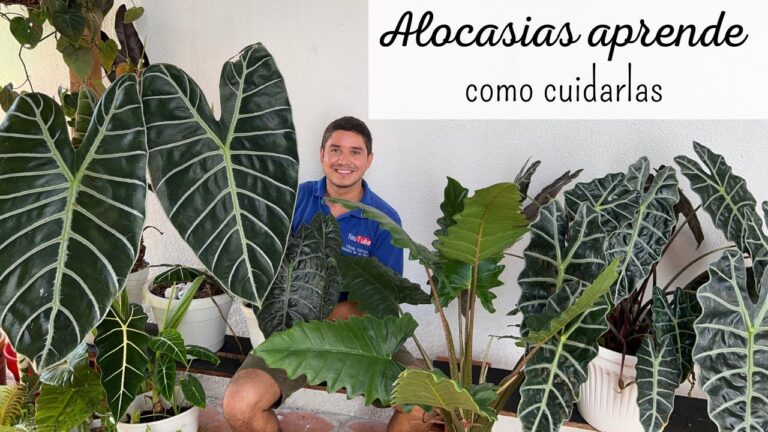 Alocasia: C&oacute;mo elegir la mejor ubicaci&oacute;n, interior o exterior