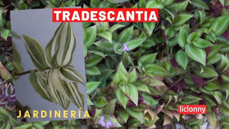 Planta amor de hombre verde: beneficios y cuidados