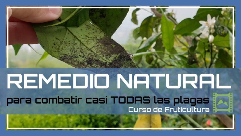 Jabón potásico: la solución para combatir la negrilla
