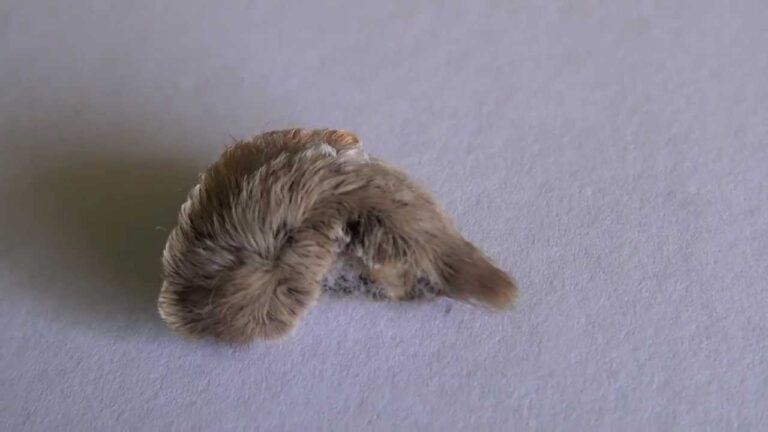 La misteriosa oruga negra sin pelo