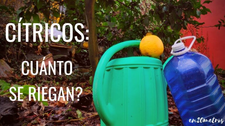 ¿Cuánta agua necesita un limonero?