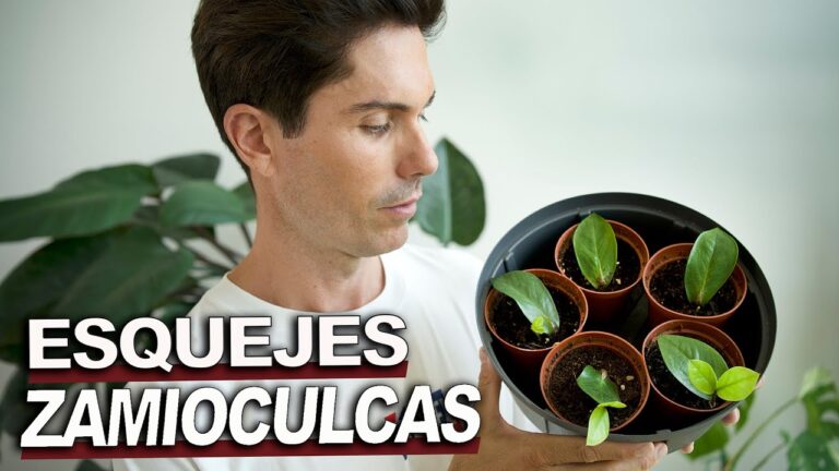 Guía para Propagar Zamioculca por Esquejes