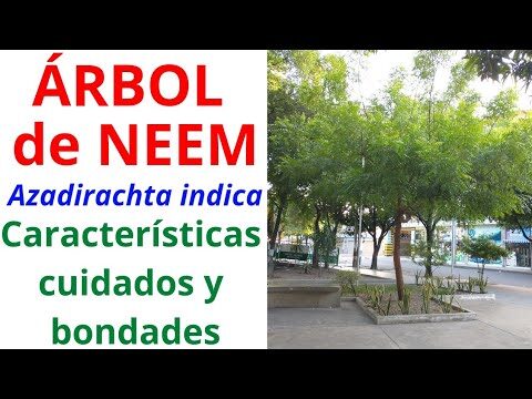 Gu&iacute;a para comprar &aacute;rbol de neem: beneficios y consejos
