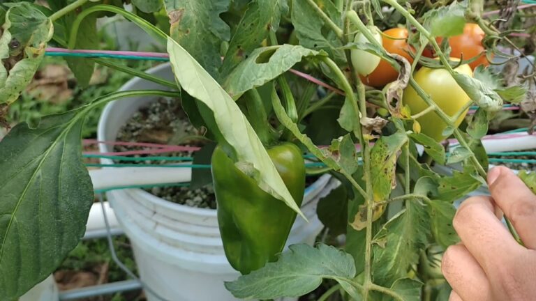 Rendimiento de una tomatera: ¿Cuántos tomates produce?
