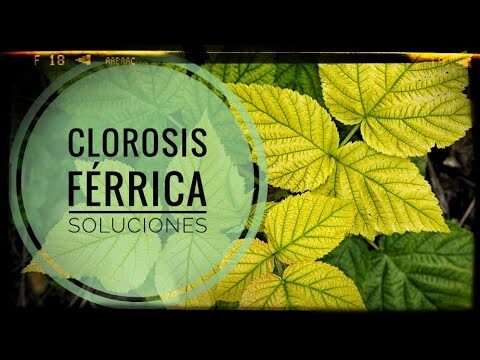 Remedios caseros para tratar la clorosis f&eacute;rrica
