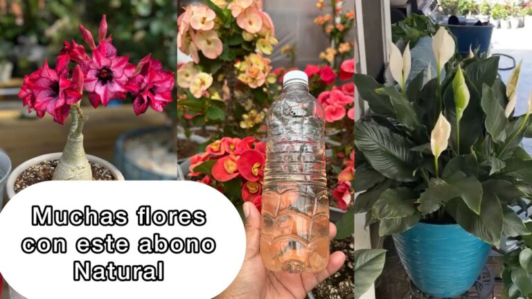 Abono casero para cuna de moisés: la mejor opción para tu planta