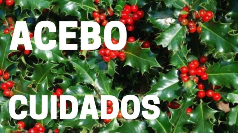 Cuidados del acebo en maceta: consejos prácticos