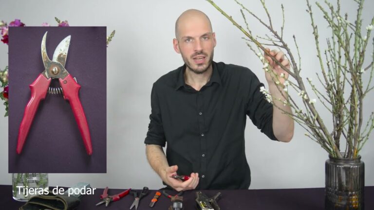 Tipos de flores naturales: Gu&iacute;a de clases y caracter&iacute;sticas