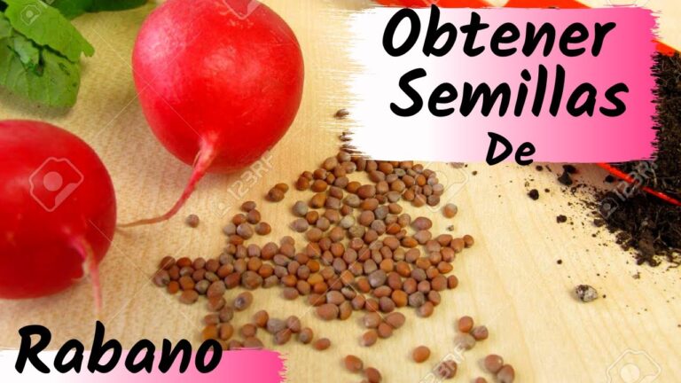 Semilla del Rábano: Propiedades y Usos
