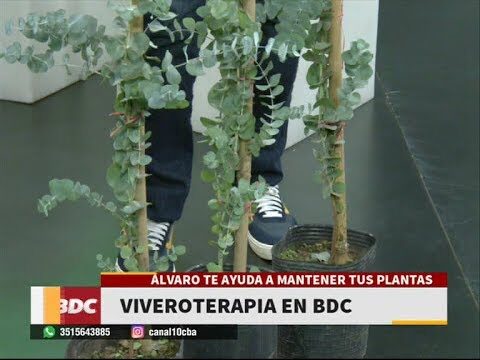 Compra de planta de eucalipto natural: gu&iacute;a optimizada