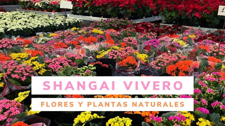 Dónde comprar plantas baratas en Madrid
