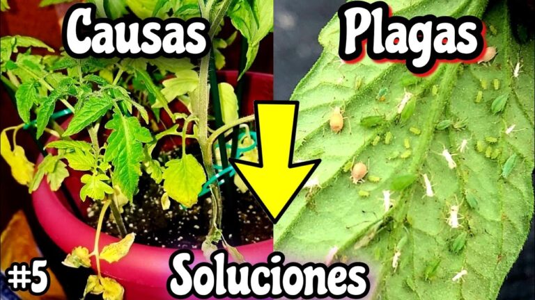 Enfermedades comunes en tomateras y cómo combatirlas