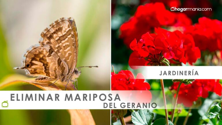 Jab&oacute;n pot&aacute;sico: aliado contra la mariposa del geranio