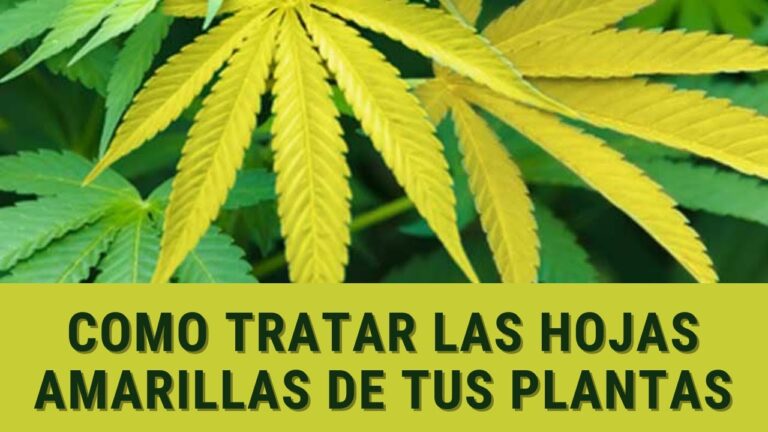 Consejos para tratar hojas bajas amarillas en floración