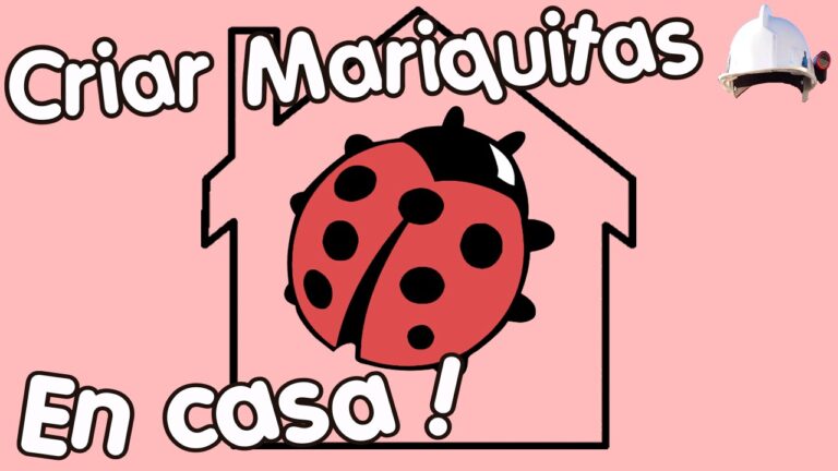 Gu&iacute;a para cuidar a una mariquita