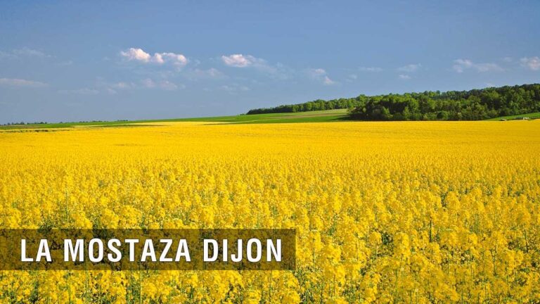 El Origen de la Mostaza: Historia y Cultivo