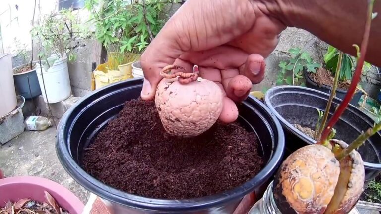 Guía para germinar aguacate en tierra