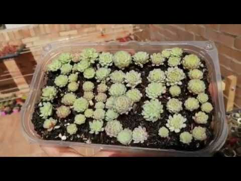 Guía para Germinar una Suculenta
