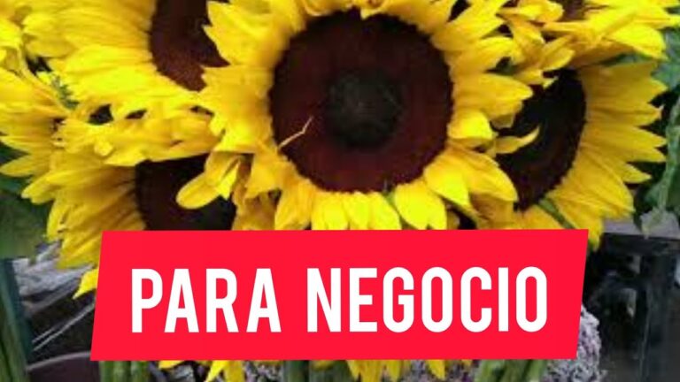 Consejos para encontrar flores naturales baratas