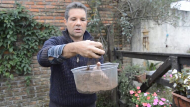 Guía de cultivo de buganvilla desde semilla