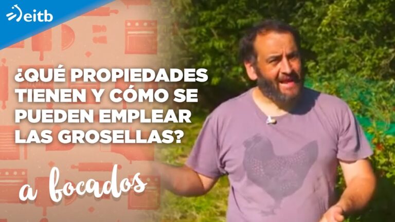 D&oacute;nde comprar t&eacute; de grosella negra