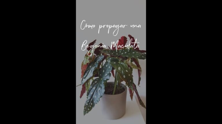 Propagación de Begonia Maculata: Guía de Esquejes