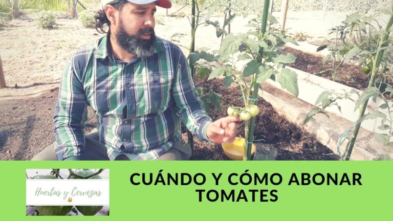 Guía práctica para abonar el tomate