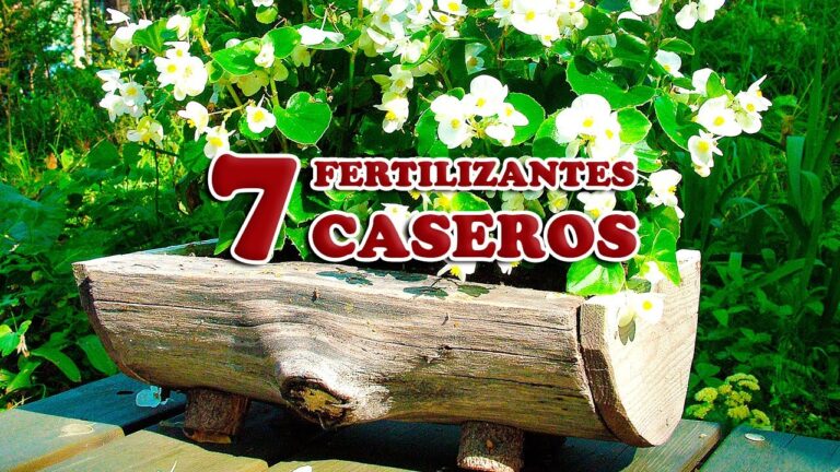 Guía de abonos para plantas en macetas