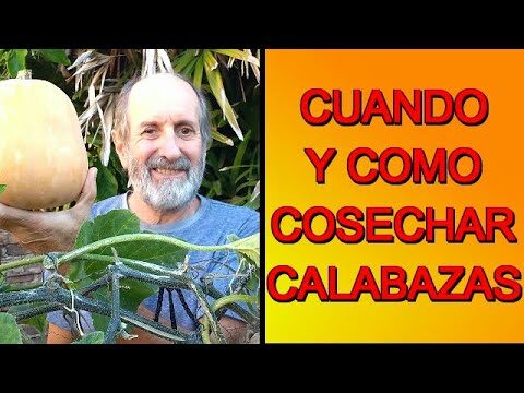 Recoger calabazas en Madrid: Guía completa