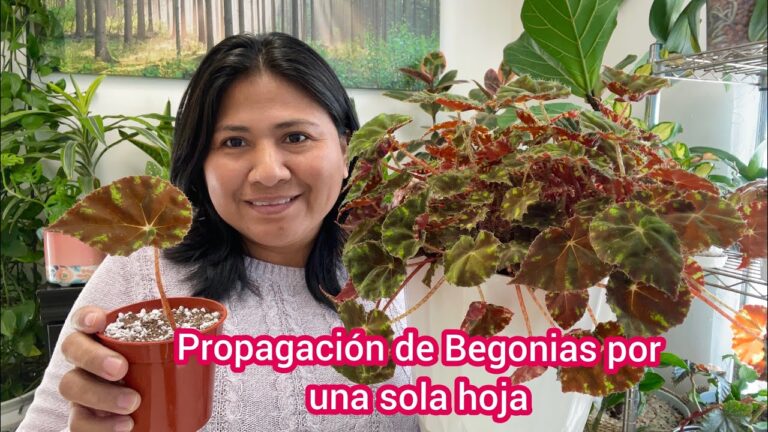 Guía completa de cuidados para Begonia Amazonica