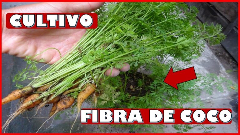 Mezclar fibra de coco con tierra: beneficios y consejos